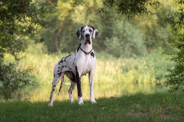 Great Dane Dogs Breed - Information, Temperament, Size & Price | Pets4Homes