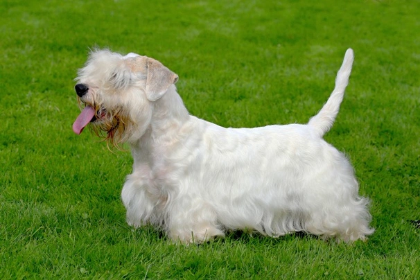 Sealyham Terrier Dogs Raza - Características, Fotos & Precio | MundoAnimalia