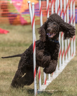 Irish Water Spaniel Dogs Breed - Information, Temperament, Size & Price | Pets4Homes