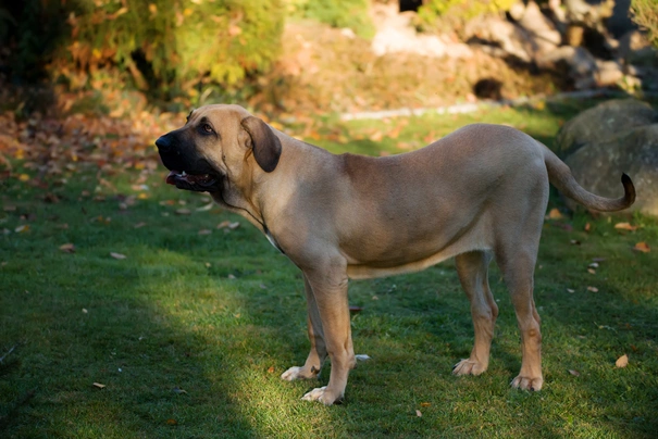 Fila Brasileiro Dogs Raza - Características, Fotos & Precio | MundoAnimalia