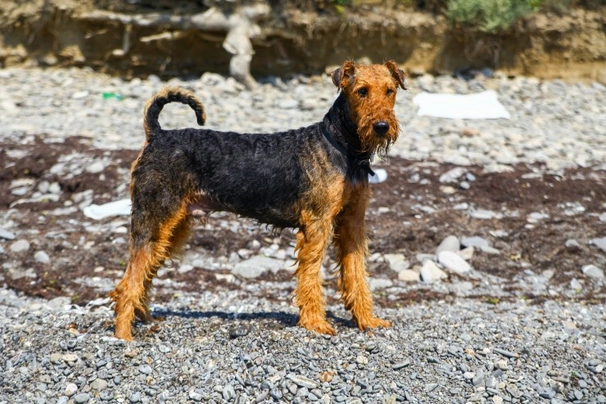 Airedale Terrier Dogs Raza - Características, Fotos & Precio | MundoAnimalia