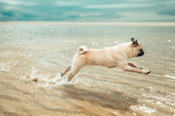 Pug Dogs Breed - Information, Temperament, Size & Price | Pets4Homes