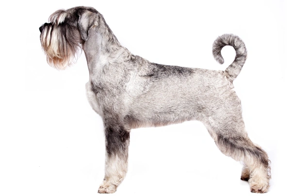 Schnauzer Dogs Breed - Information, Temperament, Size & Price | Pets4Homes