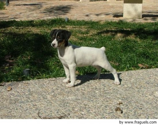 Ratonero Bodeguero Andaluz Dogs Raza - Características, Fotos & Precio | MundoAnimalia