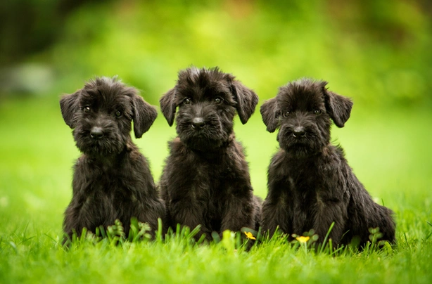 Schnauzer Gigante Dogs Raza - Características, Fotos & Precio | MundoAnimalia