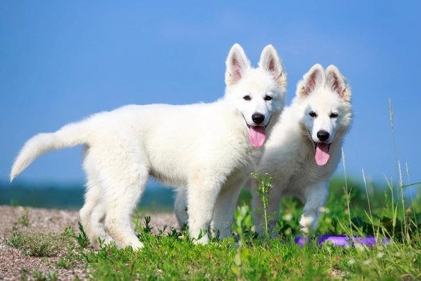 Zwitserse Witte Herdershond Dogs Ras: Karakter, Levensduur & Prijs | Puppyplaats