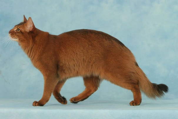 Somali Cats Breed - Information, Temperament, Size & Price | Pets4Homes