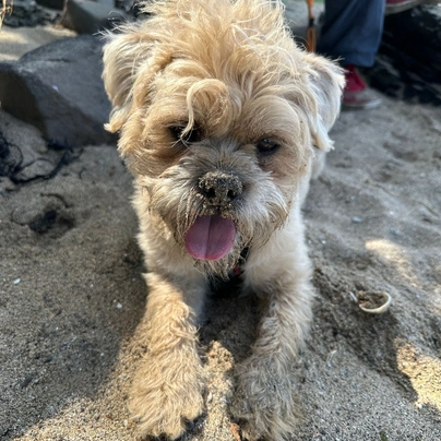 Pugapoo Dogs Breed - Information, Temperament, Size & Price | Lancaster ...