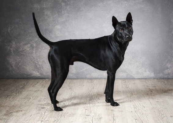 Thai Ridgeback Dogs Breed - Information, Temperament, Size & Price | Pets4Homes
