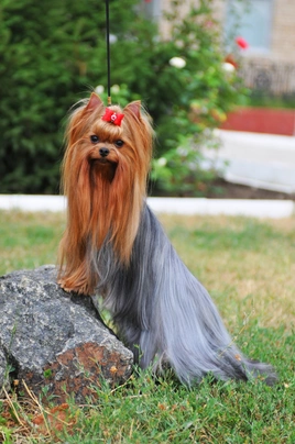 Yorkshire Terrier Dogs Raza - Características, Fotos & Precio | MundoAnimalia