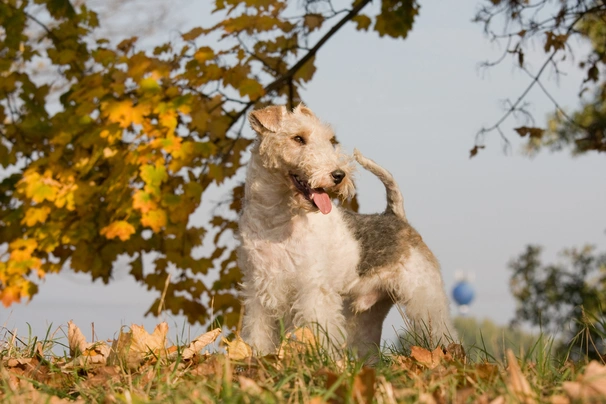 Fox Terrier de Pelo Duro Dogs Raza - Características, Fotos & Precio | MundoAnimalia