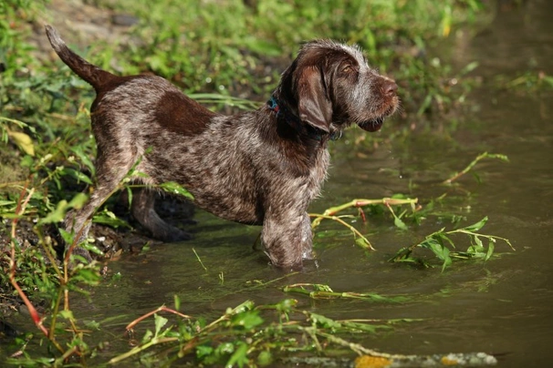 Italian Spinone Dogs Breed - Information, Temperament, Size & Price | Pets4Homes