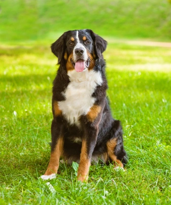 Bernese Mountain Dog Dogs Breed - Information, Temperament, Size & Price | Pets4Homes