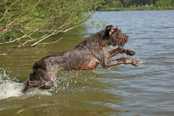 Italian Spinone Dogs Breed - Information, Temperament, Size & Price | Pets4Homes