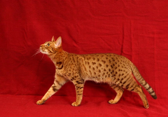 Ocicat Cats Raza - Características, Fotos & Precio | MundoAnimalia
