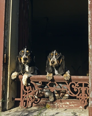 Basset Bleu De Gascogne Dogs Breed - Information, Temperament, Size & Price | Pets4Homes
