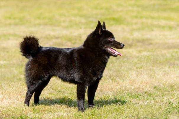 Schipperke Dogs Raza - Características, Fotos & Precio | MundoAnimalia