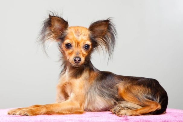 Russian Toy Terrier Dogs Breed - Information, Temperament, Size & Price | Pets4Homes