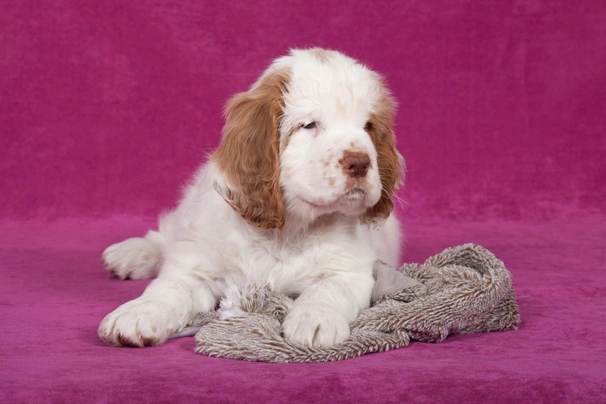 Clumber Spaniel Dogs Raza - Características, Fotos & Precio | MundoAnimalia