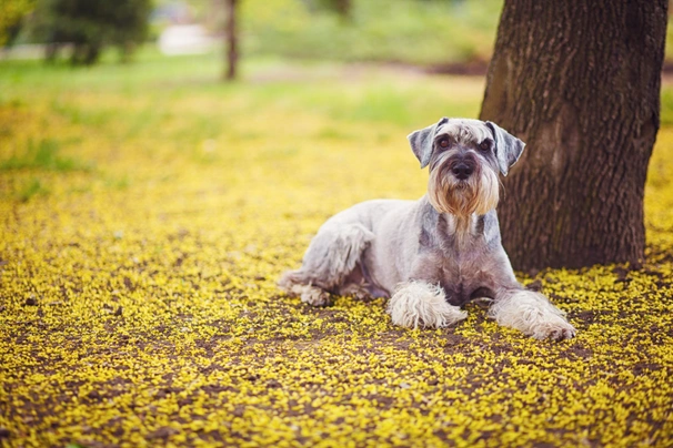 Schnauzer Gigante Dogs Raza - Características, Fotos & Precio | MundoAnimalia