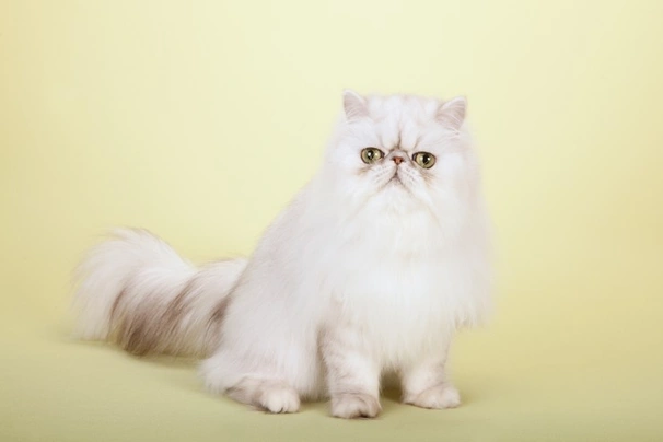 Persian Cats Breed - Information, Temperament, Size & Price | Pets4Homes