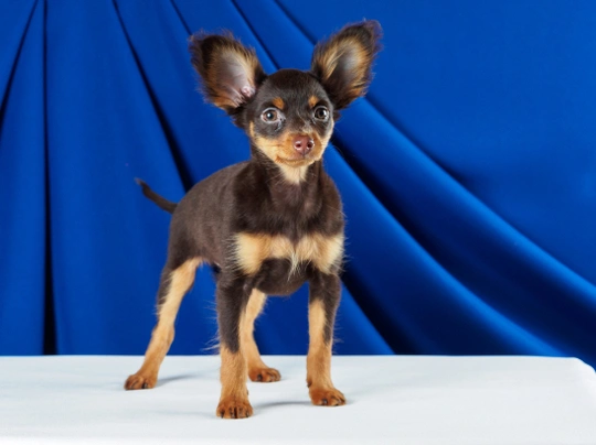Russian Toy Terrier Dogs Breed - Information, Temperament, Size & Price | Pets4Homes