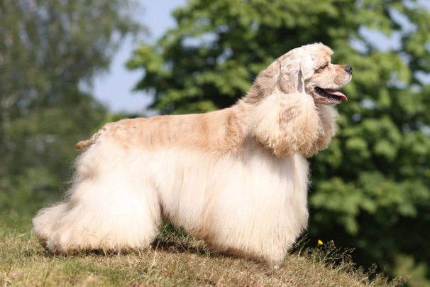 American Cocker Spaniel Dogs Breed - Information, Temperament, Size & Price | Pets4Homes