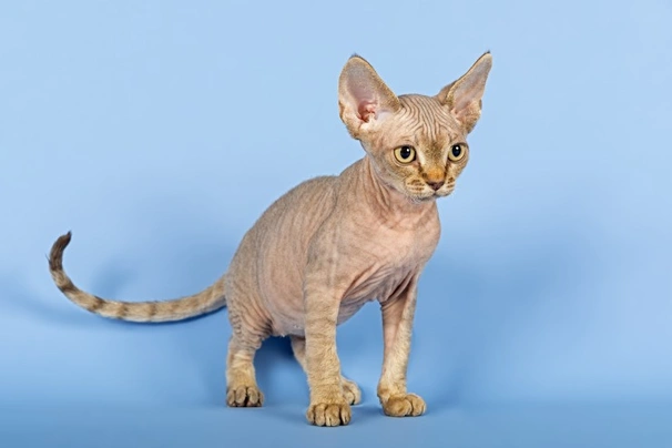 Devon Rex Cats Raza - Características, Fotos & Precio | MundoAnimalia