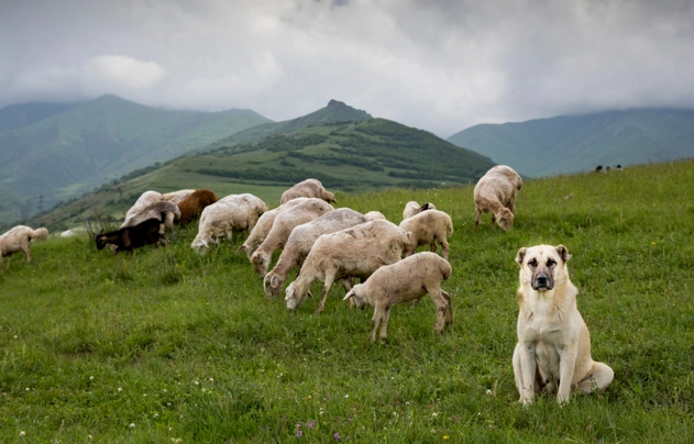 Anatolische Herdershond Dogs Ras: Karakter, Levensduur & Prijs | Puppyplaats
