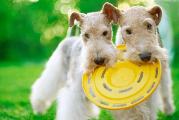 Fox Terrier de Pelo Duro Dogs Raza - Características, Fotos & Precio | MundoAnimalia
