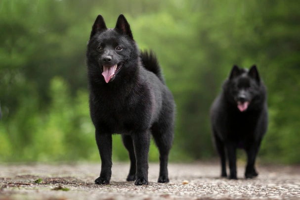 Schipperke Dogs Raza - Características, Fotos & Precio | MundoAnimalia