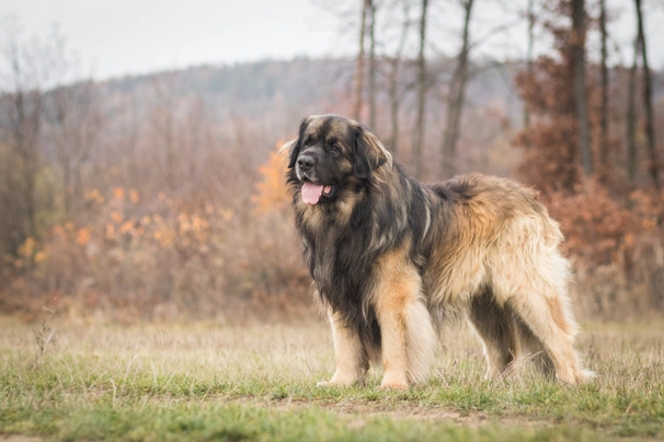 Leonberger Dogs Raza - Características, Fotos & Precio | MundoAnimalia