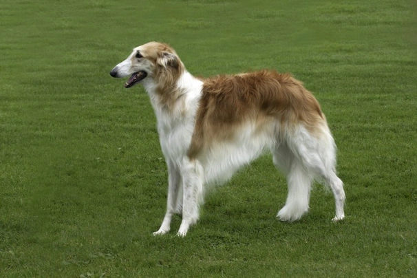 Borzoi Dogs Raza - Características, Fotos & Precio | MundoAnimalia