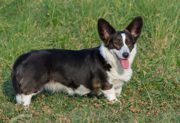 Welsh Corgi Cardigan Dogs Raza - Características, Fotos & Precio | MundoAnimalia