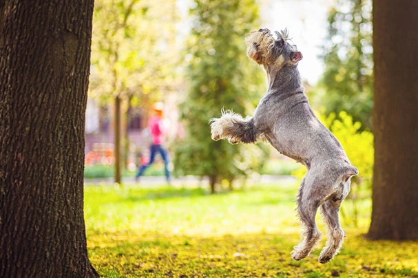 Schnauzer Gigante Dogs Raza - Características, Fotos & Precio | MundoAnimalia