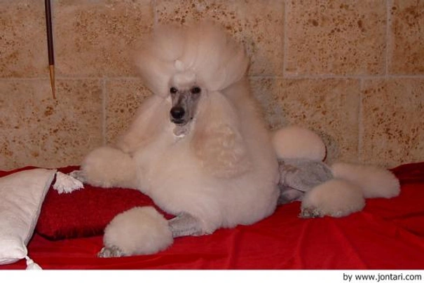 Caniche Gigante Dogs Raza - Características, Fotos & Precio | MundoAnimalia