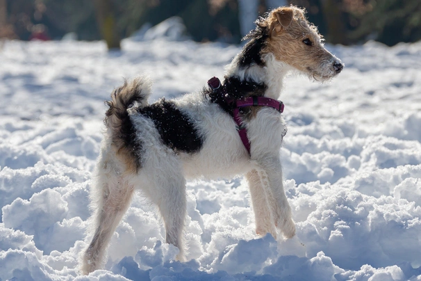 Fox Terrier de Pelo Duro Dogs Raza - Características, Fotos & Precio | MundoAnimalia