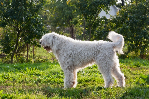 Komondor Dogs Raza - Características, Fotos & Precio | MundoAnimalia