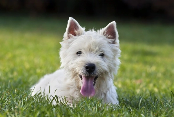 West Highland White Terrier Dogs Raza - Características, Fotos & Precio | MundoAnimalia