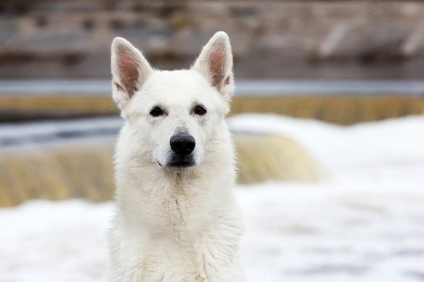 Zwitserse Witte Herdershond Dogs Ras: Karakter, Levensduur & Prijs | Puppyplaats