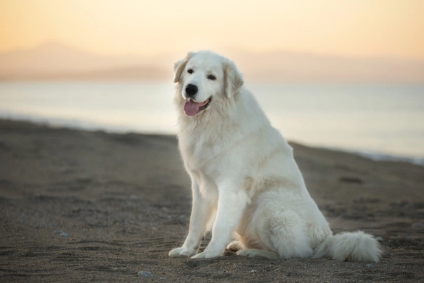 Maremma Sheepdog Dogs Breed - Information, Temperament, Size & Price | Pets4Homes
