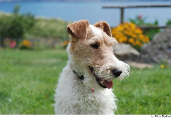 Fox Terrier de Pelo Duro Dogs Raza - Características, Fotos & Precio | MundoAnimalia