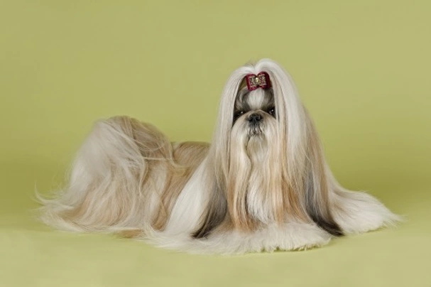 Shih Tzu Dogs Breed - Information, Temperament, Size & Price | Pets4Homes