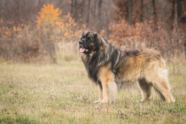 Leonberger Dogs Raza - Características, Fotos & Precio | MundoAnimalia
