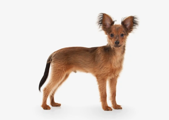 Russian Toy Terrier Dogs Breed - Information, Temperament, Size & Price | Pets4Homes