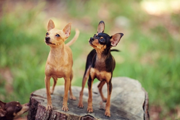Russian Toy Terrier Dogs Breed - Information, Temperament, Size & Price | Pets4Homes