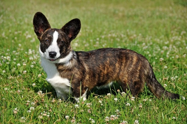 Welsh Corgi Cardigan Dogs Raza - Características, Fotos & Precio | MundoAnimalia