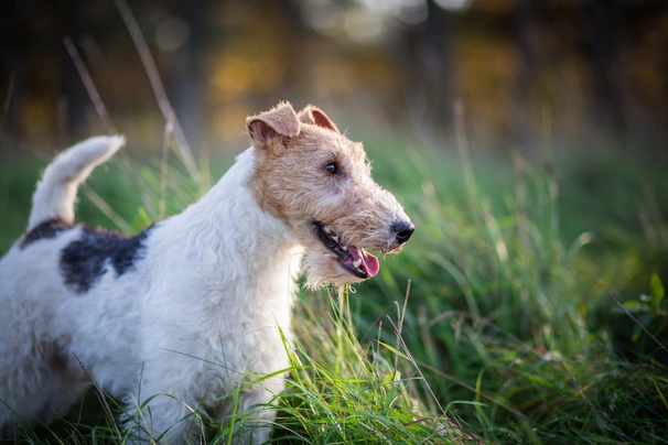 Fox Terrier de Pelo Duro Dogs Raza - Características, Fotos & Precio | MundoAnimalia