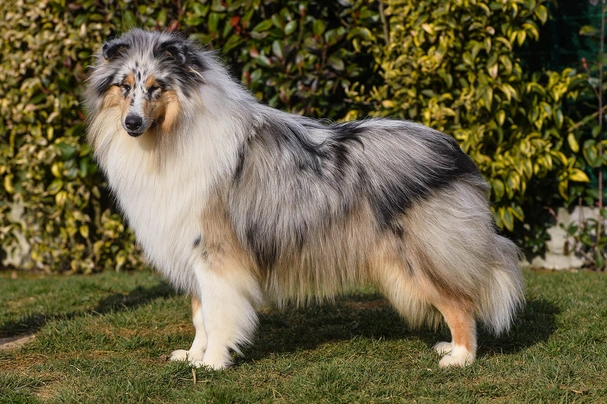 Pastore Scozzese Dogs Razza - Prezzo, Temperamento & Foto | AnnunciAnimali