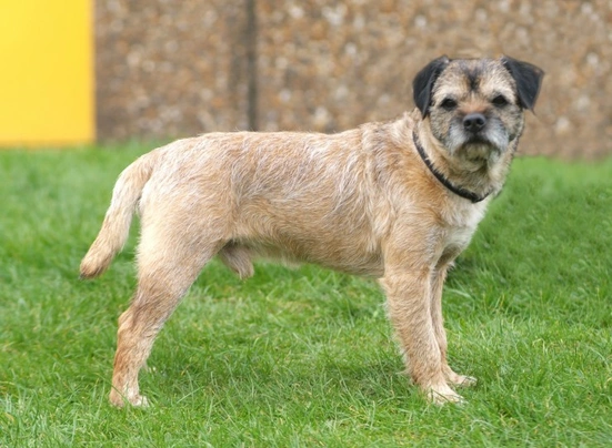 Border Terrier Dogs Raza - Características, Fotos & Precio | MundoAnimalia